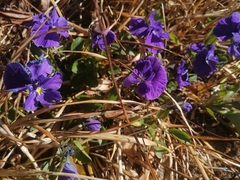 Viola altaica