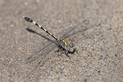 Progomphus borealis