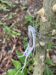 Pterodictya reticularis