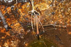 Libellula saturata