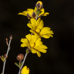 Hibbertia gracilipes