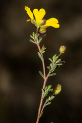 Hibbertia gracilipes