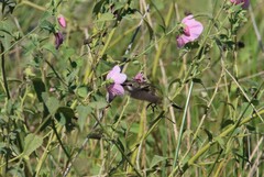 Archilochus colubris