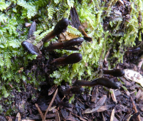 Glutinoglossum exiguum image