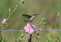 Archilochus colubris