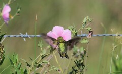 Archilochus colubris