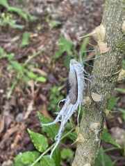 Pterodictya reticularis