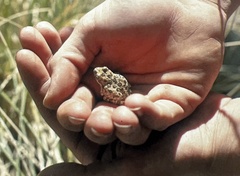 Pseudacris cadaverina