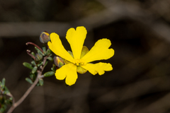 Hibbertia gracilipes