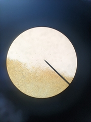 Cuphophyllus borealis