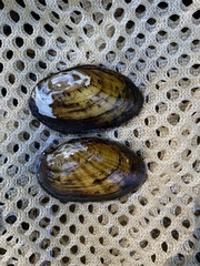 Cambarunio taeniatus