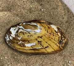 Cambarunio taeniatus