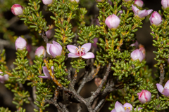Boronia inornata