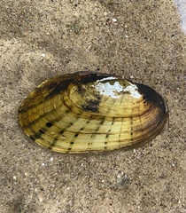 Cambarunio taeniatus