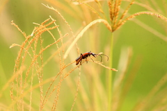 Chauliognathus limbicollis