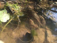 Procambarus simulans