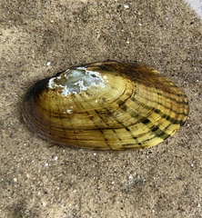 Cambarunio taeniatus