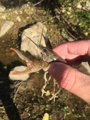 Procambarus simulans