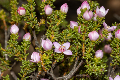 Boronia inornata