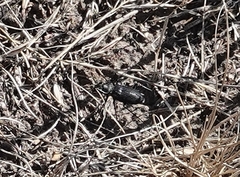 Cicindela nebraskana
