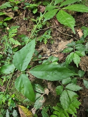 Pueraria montana