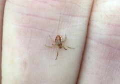 Araniella displicata