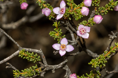 Boronia inornata