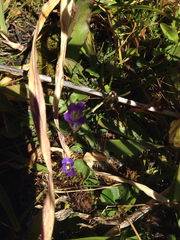Gentianopsis holopetala