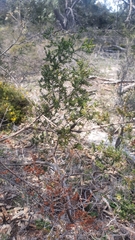 Melaleuca pilosa