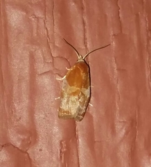 Cenopis diluticostana