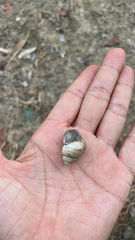 Cipangopaludina chinensis