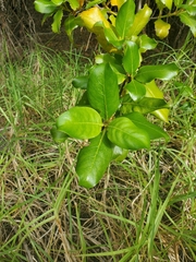 Coprosma macrocarpa