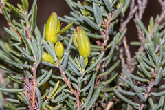 Hibbertia psilocarpa