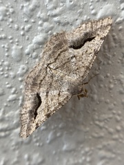 Frederickia s-signata