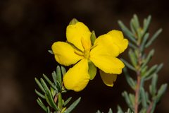 Hibbertia psilocarpa