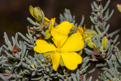 Hibbertia psilocarpa