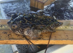 Chilomycterus schoepfii