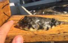 Sphoeroides maculatus