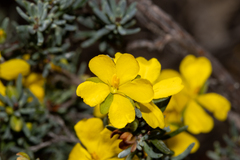 Hibbertia psilocarpa