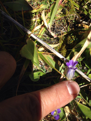 Gentianopsis holopetala