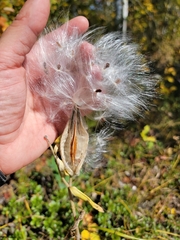 Asclepias ovalifolia