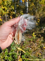 Asclepias ovalifolia