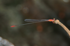 Teinobasis rufithorax