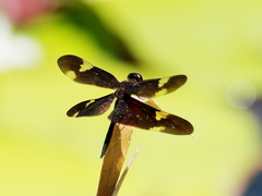 Rhyothemis princeps