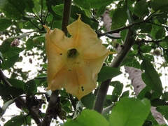 Brugmansia