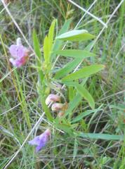 Lathyrus palustris