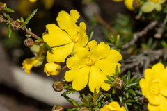 Hibbertia gracilipes