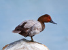 Common Pochard - Photo (c) Яна, some rights reserved (CC BY-NC), uploaded by Яна