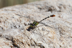 Erpetogomphus lampropeltis