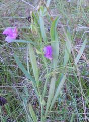 Lathyrus palustris